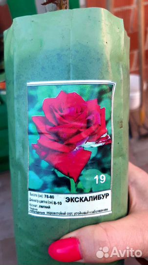 Розы разные