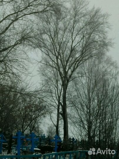 Спил деревьев по частям любой сложности