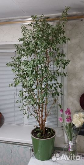 Комнатные растения цветы большие