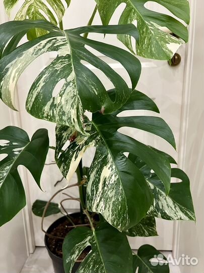 Монстера вариегатная альба