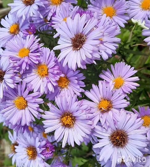 Рассада многолетних цветов