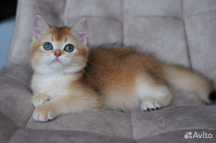 Британские золотые шиншиллы