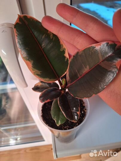 Фикус эластика Руби