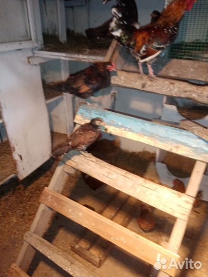 Молодые петухи