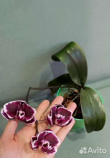 Цветущий фаленопсис Starlight 6