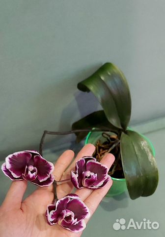 Цветущий фаленопсис Starlight 6