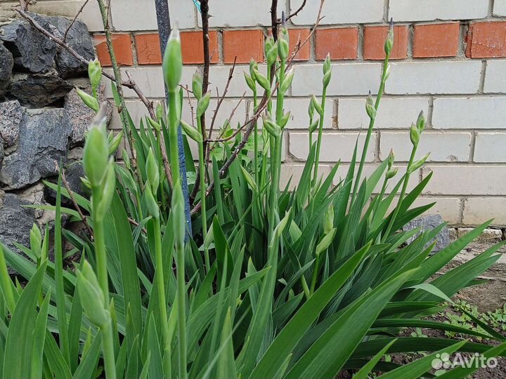 Ирис двухцветный