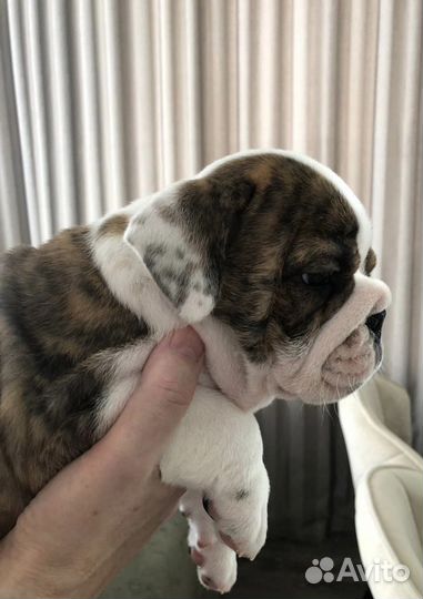 Собаки, щенки кобели породы английский бульдог РКФ