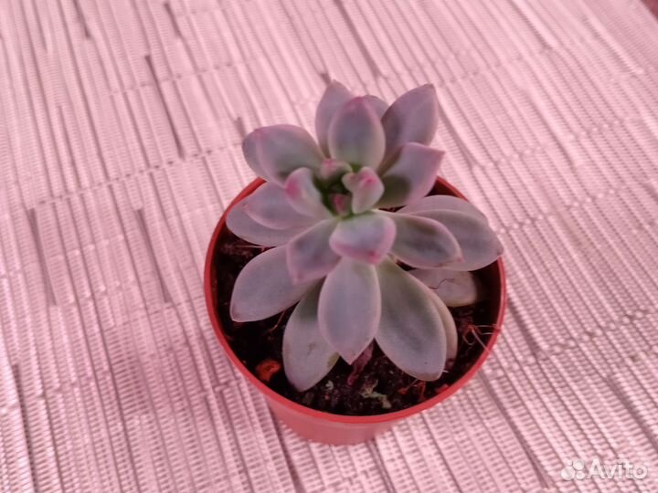 Суккуленты