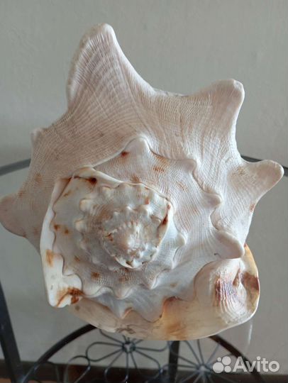 Большая морская раковина