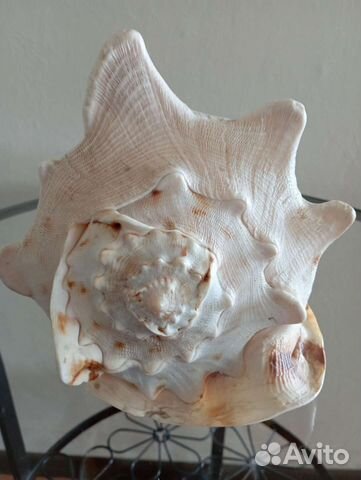 Большая морская раковина