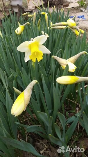 Луковицы нарциссов