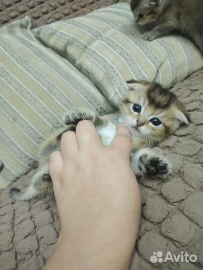 Шотландские котята