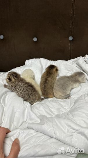 Котята