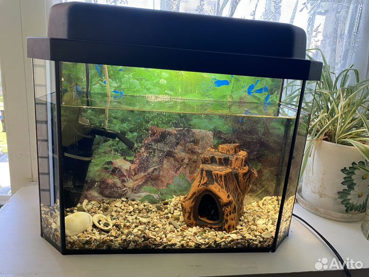 Аквариум с рыбкой