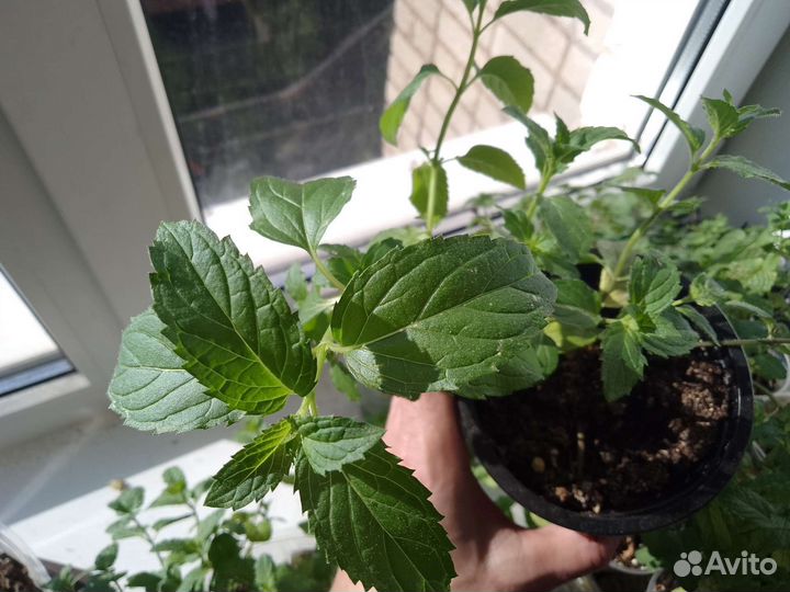 Мята, саженцы