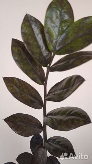 Замиокулькас