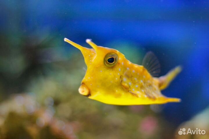Рыбка Кузовок Длиннорогий желтый