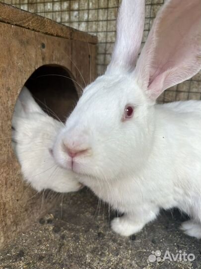 Кролики великаны