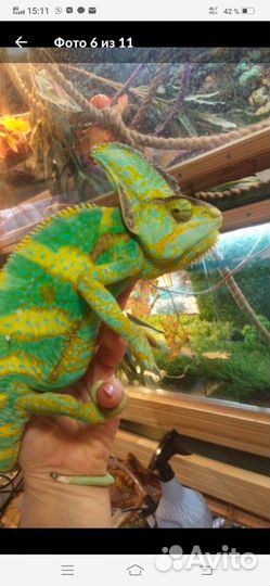 Йеменские хамелеоны, пиболд йеменский