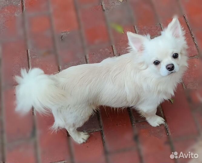 Щенки чихуахуа- красивые как папа