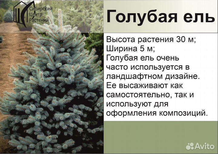 Ель голубая крупномер