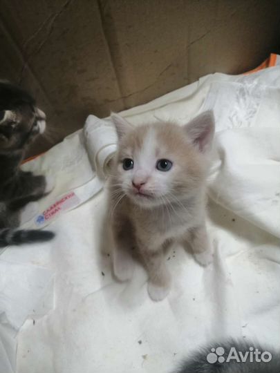 Кошка