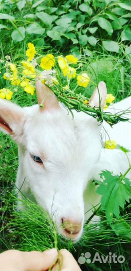 Работник на ферму