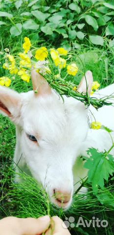 Работник на ферму