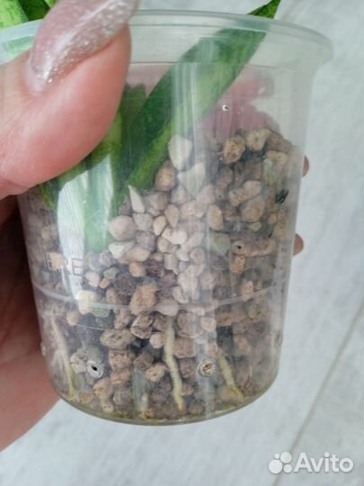 Сансивьерия Tiara Platinum