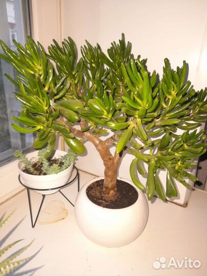 Красула хоббит