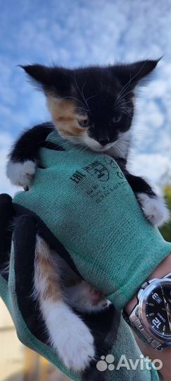 Отдам в добрые руки котят-девочек
