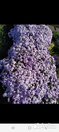 Цветы и кустарники