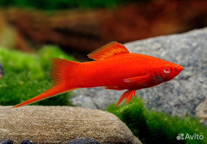 Для аквариума: рыбки, улитки, креветки, растения