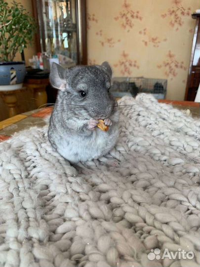 Шиншиллята