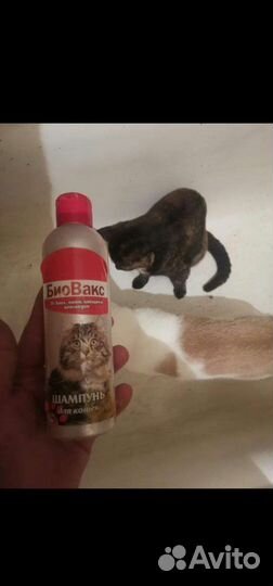 Кошкин шампунь