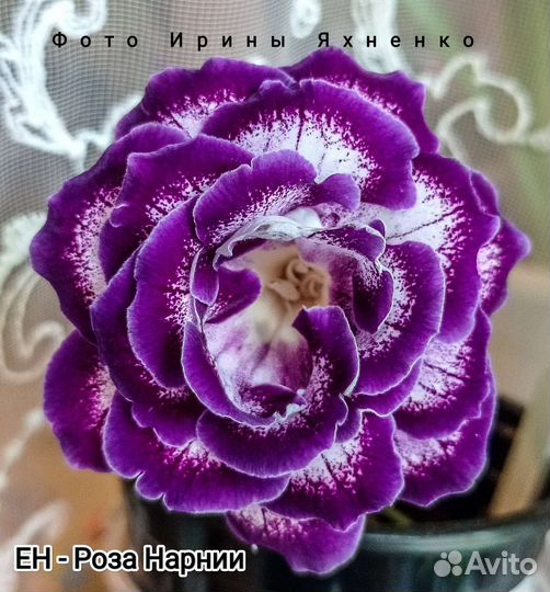 Глоксинии сортовые махровые