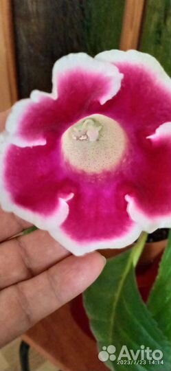 Пилея Кадье и глоксинии взрослые