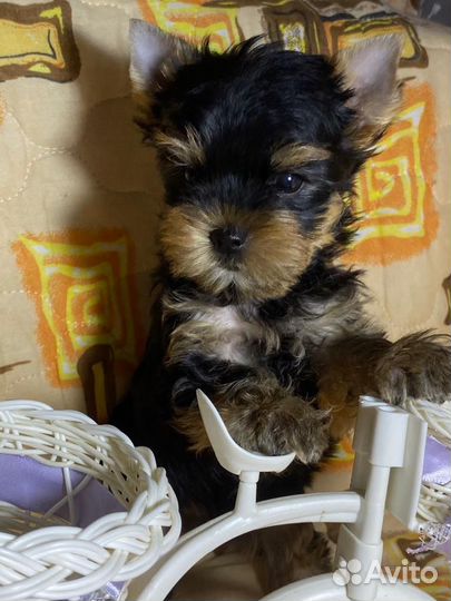 Йоркширский терьер