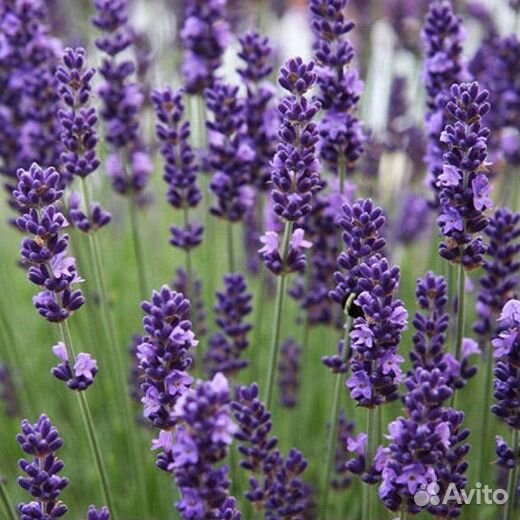 Лаванда узколистная (рассада)