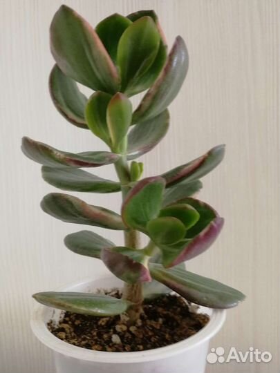 Крассула овата вариегатная триколор