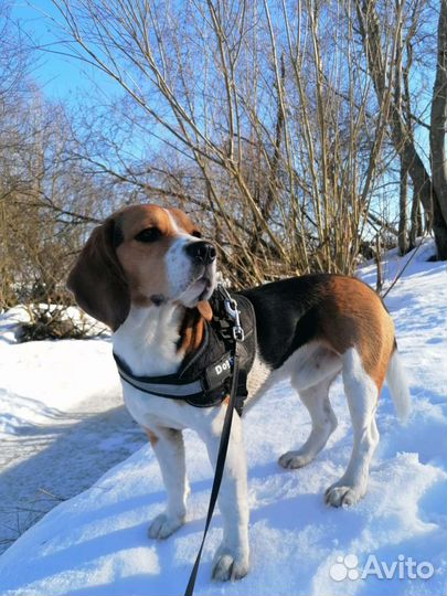 Бигль вязка