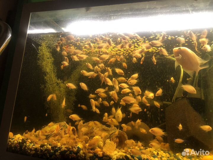 Цихлида фламинго, сапфировый попугайчик