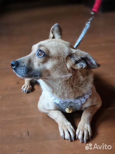 Маленькая собака