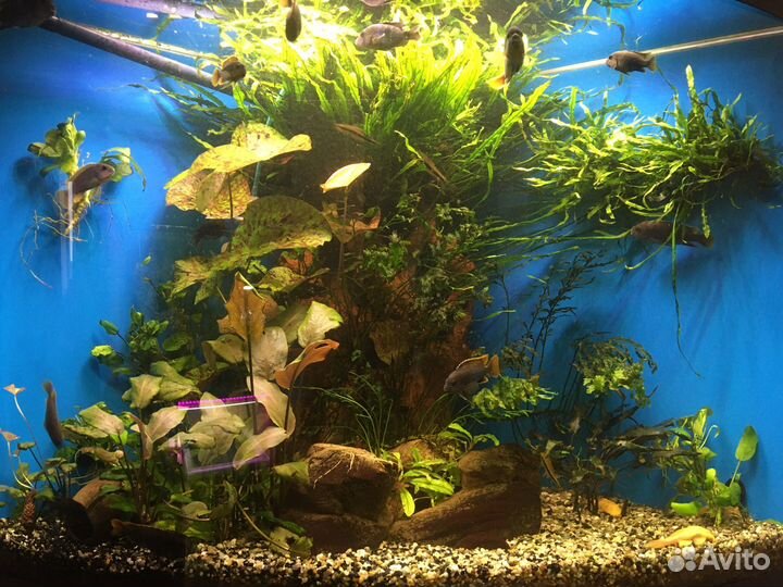 Аквариумы растения креветки рыба