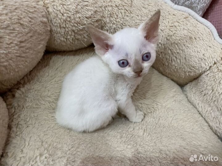 Девон-рекс кошечки в лукошечке