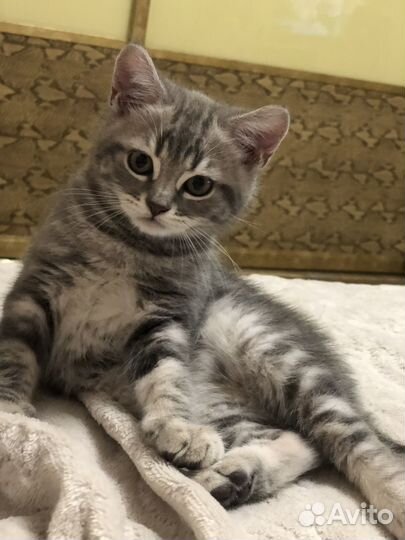 Шотландские котята. Остался 1 малыш