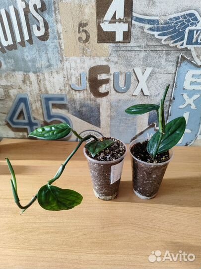 Эпипремиум, монстера, филодендрон