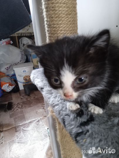 Продам котëннока и может кошку