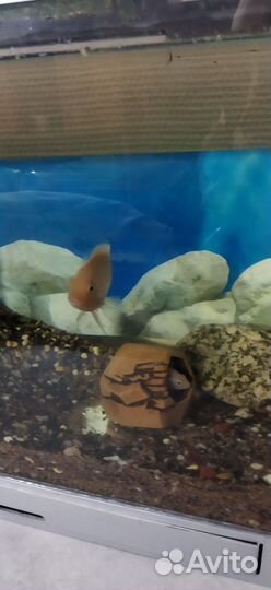 Аквариум рыбками